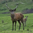 Jelen lesn (Cervus elaphus)