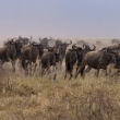 Tanznie - Ngorongoro - Pak han (Connochaetes taurinus)