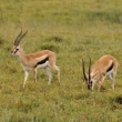 Tanznie - Ngorongoro - Gazela Thomsonova (Gazella thomsonii)