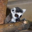 Lemur kata - ZOO Plze