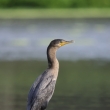 Peru - NR Pacaya Samiria - kormorn neotropick (Phalacrocorax brasilianus)