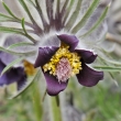 Boe - koniklec lun esk (Pulsatilla pratensis subsp. bohemica)