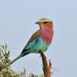 Tanznie - NP Serengeti - Mandelk fialovoprs (Coracias caudatus)