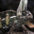 Chameleon - ZOO Amsterdam