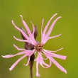 kohoutek lun (Lychnis flos-cuculi)