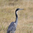 Tanznie - Ngorongoro - Volavka africk (Ardea melanocephala)