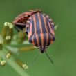 NPR Soos - Knice pskovan (Graphosoma lineatum)