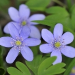 jaternk podka (Hepatica nobilis)