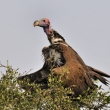 Tanznie - NP Serengeti - Sup krlovsk (uat) (Torgos tracheliotus)