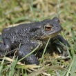 ropucha obecn (Bufo bufo)