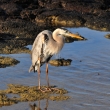Galapgy - ostrov Santa Cruz - volavka (35)