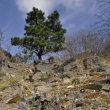 Koniklec lun esk (Pulsatilla pratensis subsp.)