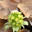 devtsil bl (Petasites albus)