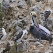 Peru - Nrodn rezervace Ballestsk ostrovy - pelikn