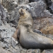 Peru - Nrodn rezervace Ballestsk ostrovy - lachtan hivnat (Otaria byronia)