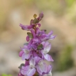 dymnivka dut (Corydalis cava)