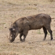 Tanznie - Ngorongoro - Prase savanov (Phacochoerus africanus)