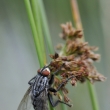 Masaka obecn (Sarcophaga carnaria)