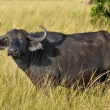 Kea - Masai Mara - Buvol africk (kafersk) (Syncerus caffer)