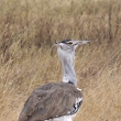 Tanznie - Ngorongoro - Drop kori (Ardeotis kori)