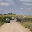 Tanznie - NP Serengeti - Slon africk (Loxodonta africana)