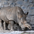 Nosoroec tuponos - ZOO st nad Labem