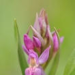 prstnatec bezov (Dactylorhiza sambucina)