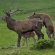 Jelen lesn (Cervus elaphus)