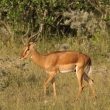 Kea - Masai Mara - Impala (Aepyceros melampus)