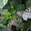 Idea leuconoe - ZOO Amsterdam