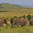 Kea - Masai Mara - Slon africk (Loxodonta africana)