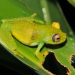 NP Cuyabeo - Hypsiboas granosus (43)