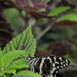 Papilio thoas - ZOO Amsterdam