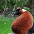 Lemur vari erven - ZOO Amsterdam