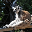 Lemur kata - ZOO Praha