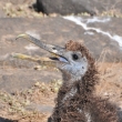 Galapgy - ostrov Espaola - mld Albatrosa (73)