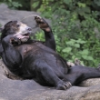 ZOO st nad Labem - medvd malajsk (Helarctos malayanus)