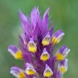 ern roln (Melampyrum arvense)