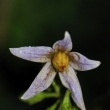 Peru - NP Manu - lilek (Solanum sp.)