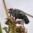 Masaka obecn (Sarcophaga carnaria)