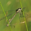 dlatka tmav (Lestes dryas)