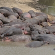Tanznie - NP Serengeti - Hroch obojiveln (Hippopotamus amphibius)