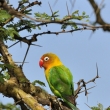 Kea - Naivasha - Sopa Lodge - Agapornis Fischerv (Agapornis fischeri)