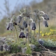 Boe - koniklec lun esk (Pulsatilla pratensis subsp. bohemica)