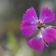 Hvozdk kartouzek (Dianthus carthusianorum)