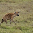 Tanznie - Ngorongoro - Hyena skvrnit (Crocuta crocuta)