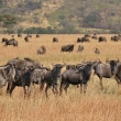 Tanznie - Serengeti - Pak han (Connochaetes taurinus)