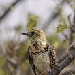 Tanznie - NP Serengeti - Vousk usambirsk (Trachyphonus usambiro)