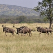 Tanznie - Serengeti - Pak han (Connochaetes taurinus)