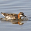 lyskonoh zkozob (Phalaropus lobatus)